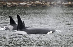 Picture of three killer whales (orcas) swimming in the sea